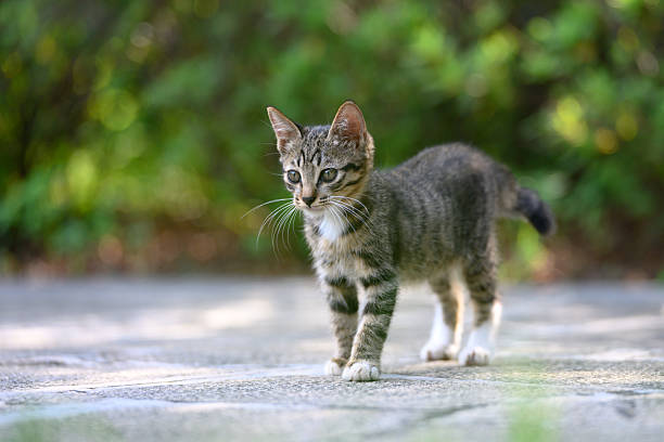istock The kitten is strolling in the garden. 2232651362