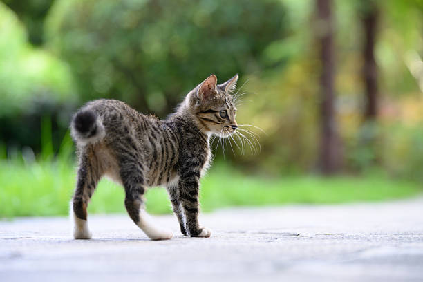 istock The kitten is strolling in the garden. 2232651367