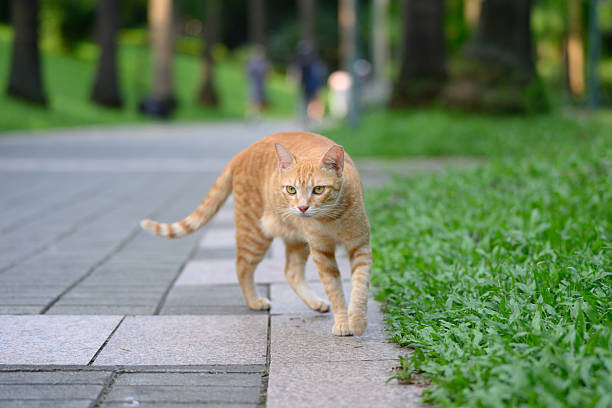 istock The cat is taking a stroll in the park. 2232651373