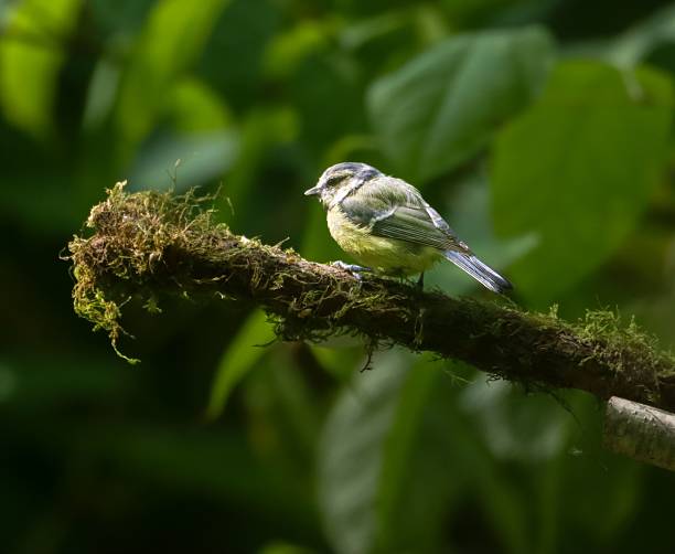istock Blue tit on mossy branch in green forest 2232651972