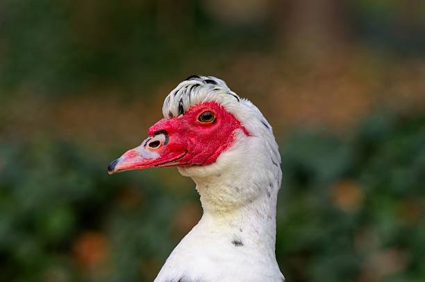 Close-up of a Muscovy duck with vibrant red facial skin and white feathers in a natural setting.