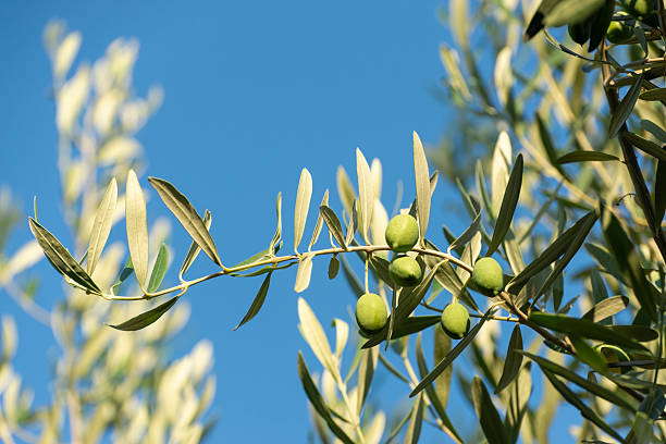istock Branches of olive tree with green olives against the sky 2232652736