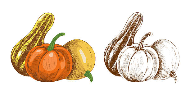 Hand drawn vintage sketch set of pumpkins and gourds in colored and monochrome versions. Autumn harvest seasonal illustration for food design, farmers market, thanksgiving and festive projects.