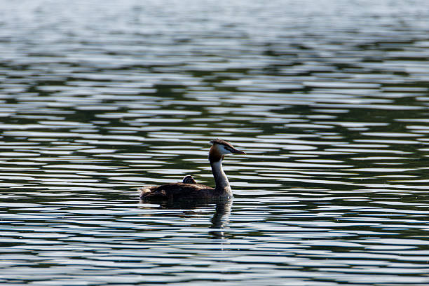 A great crested grebe (Podiceps Cristatus) swimming with a baby chick in her feathers on a lake.