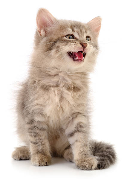 istock Fluffy striped kitten meowing isolated on white background 2232656743