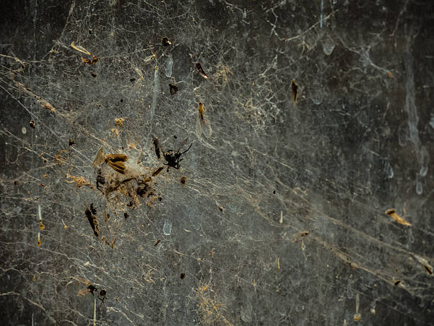 A bunch of insect stuck in a spider's web has made an abstract pattern, structure made of silk that spiders use to trap prey