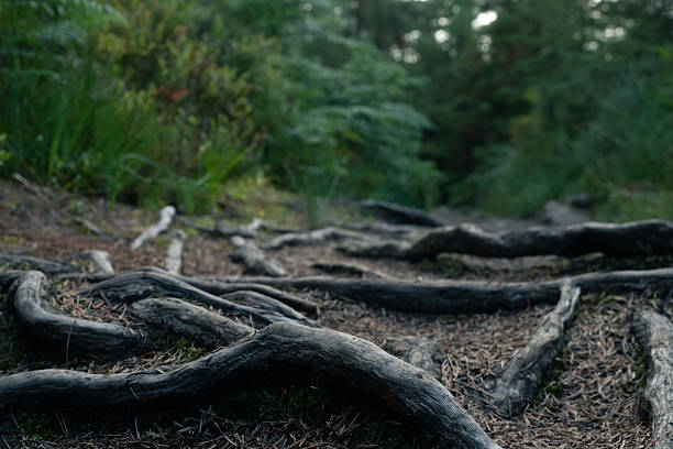 Twisting tree roots create a natural pathway through a lush forest, inviting wanderers to explore ancient foliage as dusk falls, casting soft shadows all around.