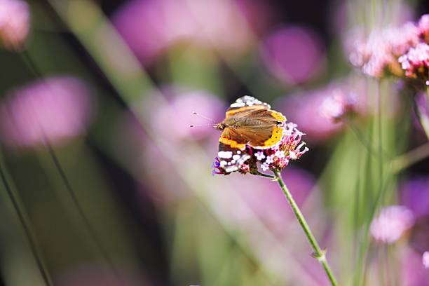 A vibrant butterfly perched on a pink flower with a blurred natural background, showcasing vivid colors and delicate details.
