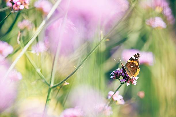 A butterfly perched on a vibrant pink flower in a sunlit garden, surrounded by blurred greenery and flowers.
