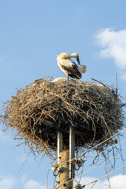 istock White Stork Preening in Nest on Utility Pole 2232658444