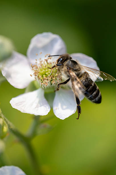 istock Honey Bee Collecting Nectar on White Flower 2232658499