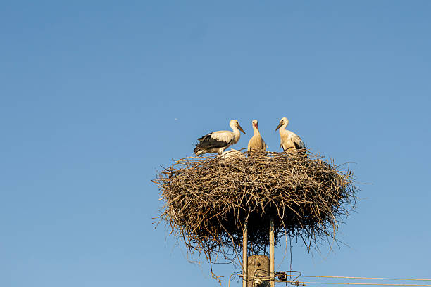 istock White Stork Family in Large Nest on a Clear Day 2232660953