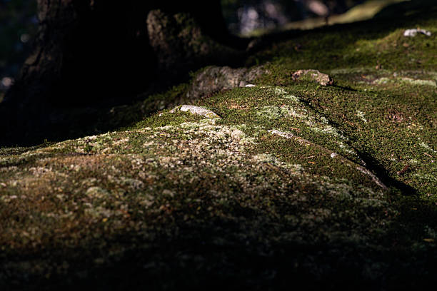 Macro photo of moss-covered tree roots with textured relief illuminated by dramatic light and shadow interplay in natural forest environment