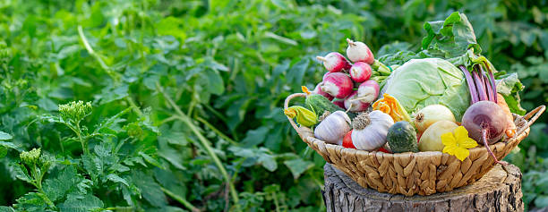 istock Fresh Organic Vegetables in Basket 2232663069