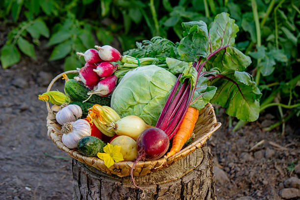 Fresh Organic Vegetables in Basket.