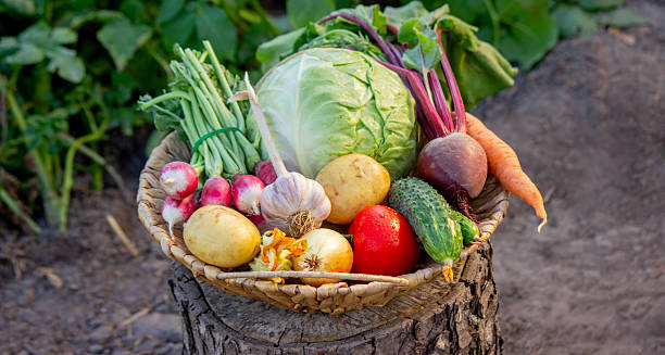 istock Fresh Organic Vegetables in Basket 2232663091