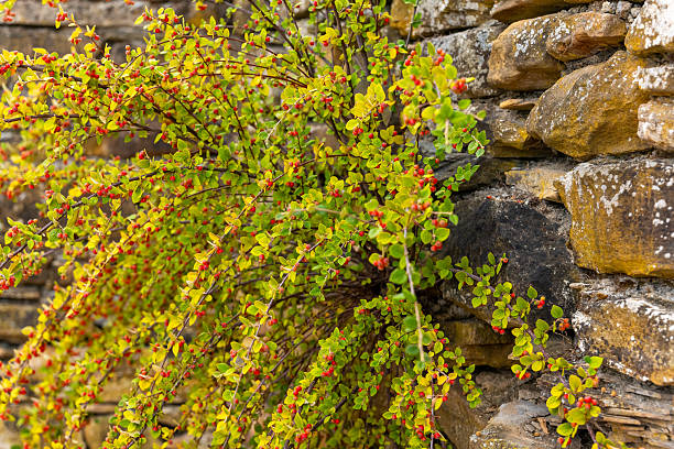 Vibrant green foliage cascading over a rustic stone wall at sunset creates a serene and artistic ambiance