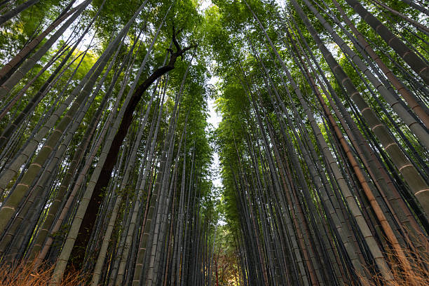 In Kyoto Arashiyama Bamboo Forest, green columns stretch skyward as light wind stirs the canopy