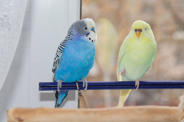 istock Budgies sit on poles near the cage 2232665237