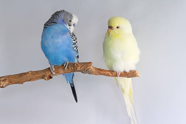 istock Two budgerigar parakeets perched together on a branch against a white background 2232665465