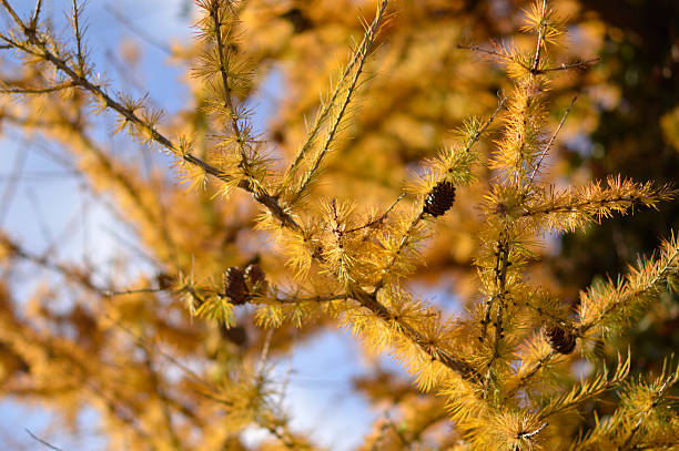 larch tree in autumn