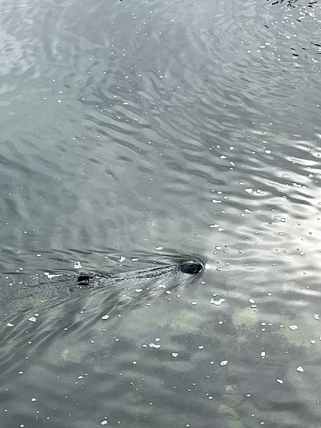istock Wild animal swimming in murky water 2232666958