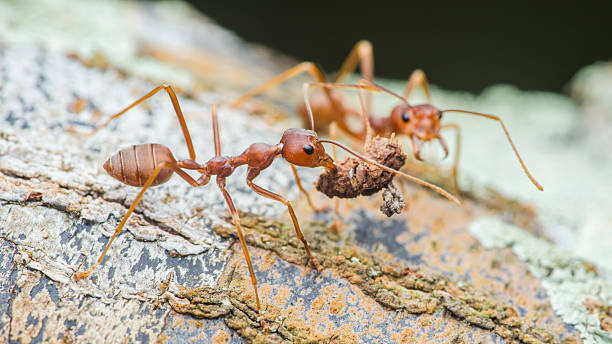 istock Weaver ants carrying food on tree bark close-up 2232667056