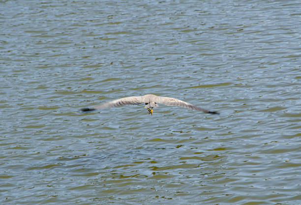 White-faced Heron bird (Egretta novaehollandiae) flying above water lake, is a common bird throughout most of Australasia