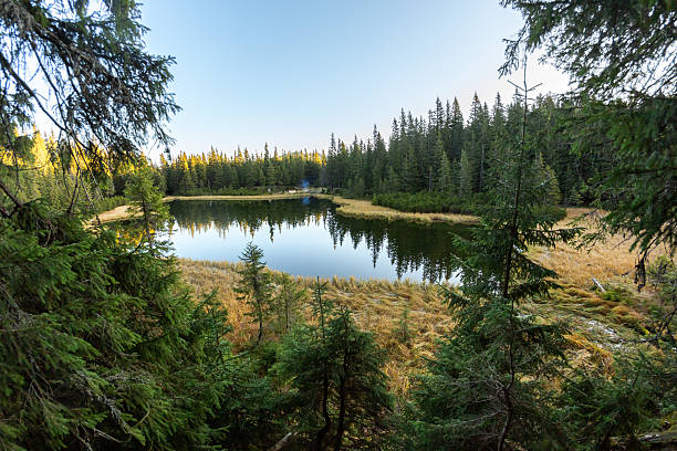 A peaceful view of Maricheyka Lake, nestled within a dense pine forest in the Carpathian Mountains, Ukraine. This high-quality image captures the untouched beauty of nature, perfect for concepts of tranquility, travel, and outdoor exploration.