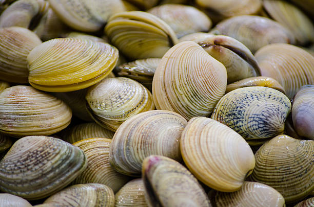 istock Fresh vongole clams freezing on ice at a fish market. 2232669842
