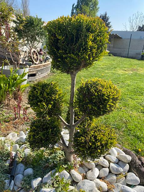 istock Miniature cypress tree shaped as a bonsai 2232669993