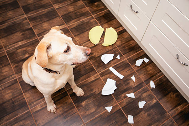 istock Naughty labrador retriever alone at home 2232670216
