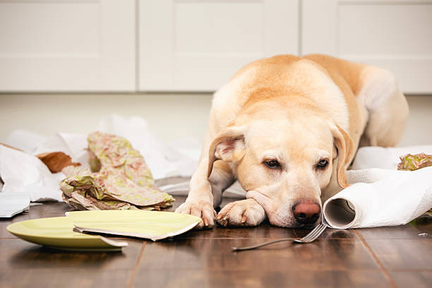istock Naughty labrador retriever alone at home 2232670219