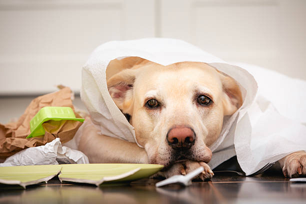 istock Naughty labrador retriever alone at home 2232670229