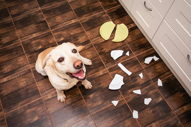 istock Naughty labrador retriever alone at home 2232670236