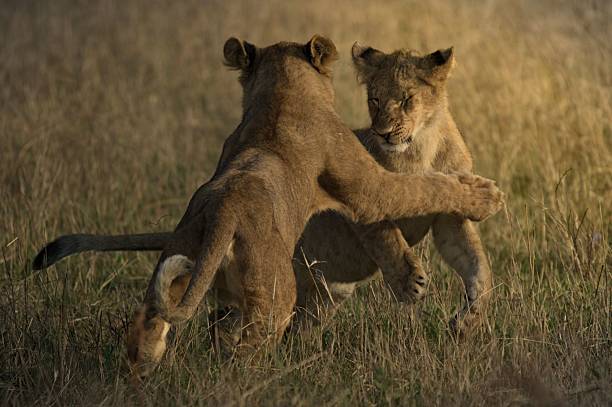 istock Playful Interaction of Young Lions in Grassy Plain 2232671681