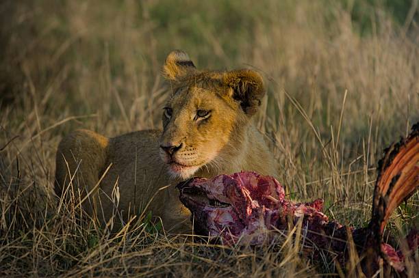 a Lion rests in Chobe National Park