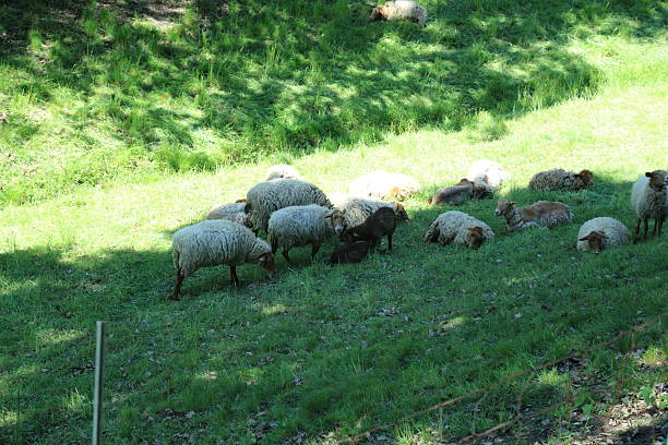Sheep grazing and resting on grassy hillside. This photo shows a mixed group of sheep grazing and resting peacefully on a sunny grassy hillside The animals have wool of various colors including white brown and gray and are scattered between light and shadow areas The setting suggests a natural pasture environment typical for traditional animal husbandry with open space and access to fresh vegetation in rural landscapes