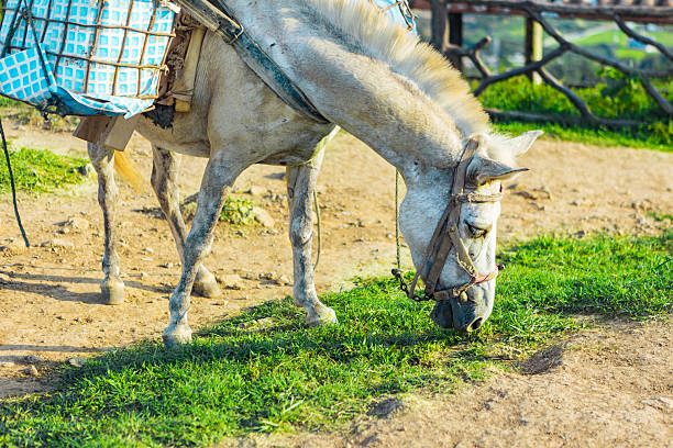Horses grazing on the grassland