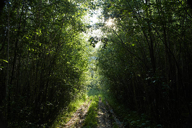 A winding dirt path through a dense forest reveals beams of sunlight filtering through the lush greenery. The atmosphere is tranquil and inviting, perfect for exploration.