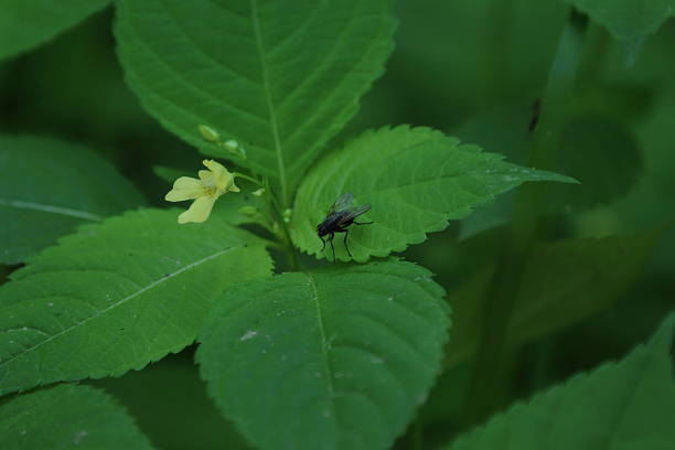 A fly insect lands on lush green leaves, its wings reflecting a rainbow of colours, phenomenon known as thin film interference
