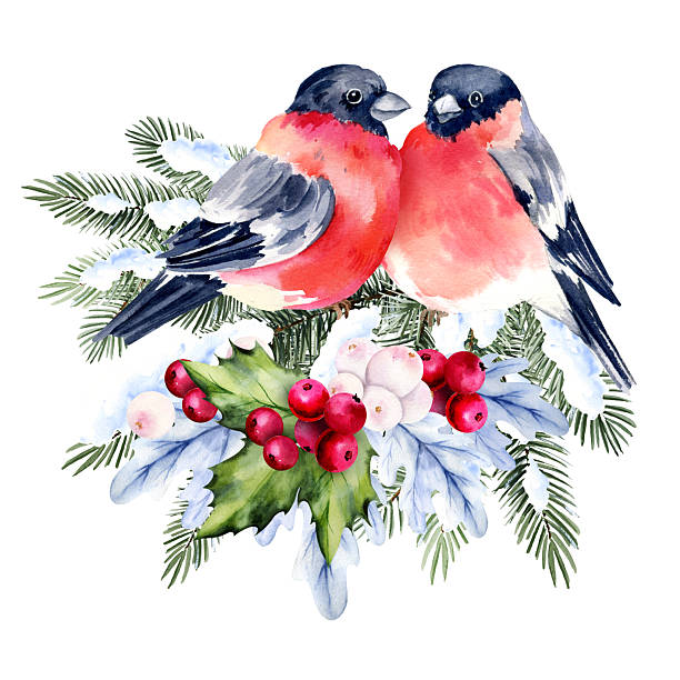 istock watercolor Christmas tree in the snow, holly branches, red berries, two bullfinches birds, hand drawn sketch of green fir branches with seasons flying animals, winter illustration for Christmas card 2232678782