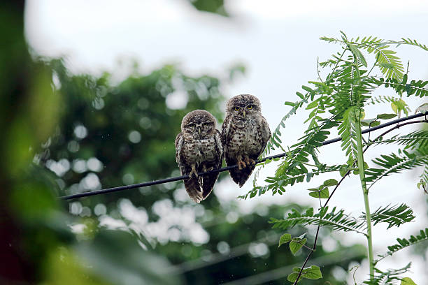 A pair of spotted owlets perched together on a wire.