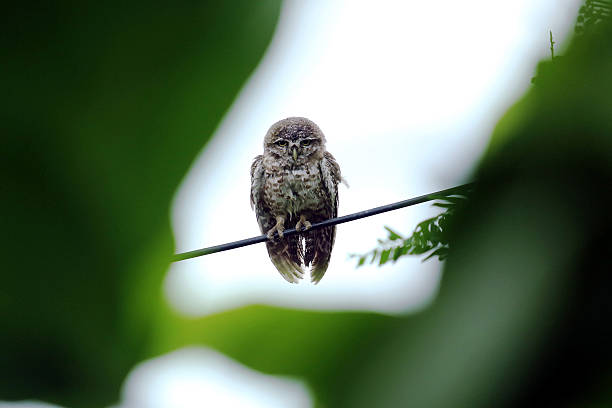 istock A close-up portrait of a spotted owlet 2232679370