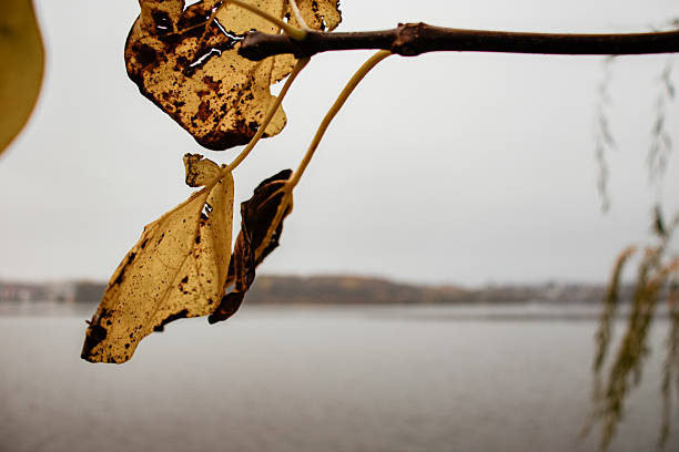 The image features a close-up of a few rain-kissed fall leaves on a branch, overlooking a tranquil body of water under an overcast sky.