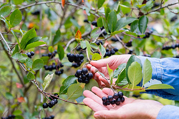 istock Hand picking ripe aronia (black chokeberry) berries from a garden bush 2232680207