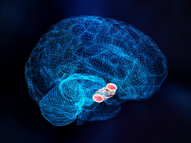 istock Exploring brain wiring through a digital representation of amygdala structures in a vibrant blue environment 2232680414