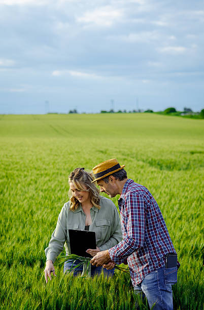 istock Two farmers standing in wheat field examining crop yield.. 2232680489