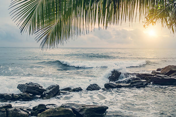 Serene tropical beach with palm tree branches, ocean waves, and a golden sunrise.