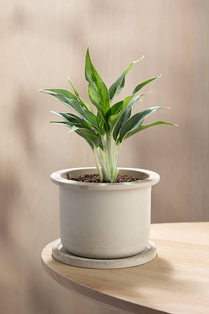 istock Aglaonema Greyhound in a white ceramic pot on a wooden table 2232682720